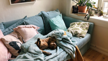 5 tips om je kat warm en gelukkig te houden in de winter