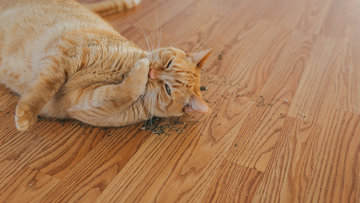 Waarom kattenkruid onweerstaanbaar is – en hoe je het gebruikt