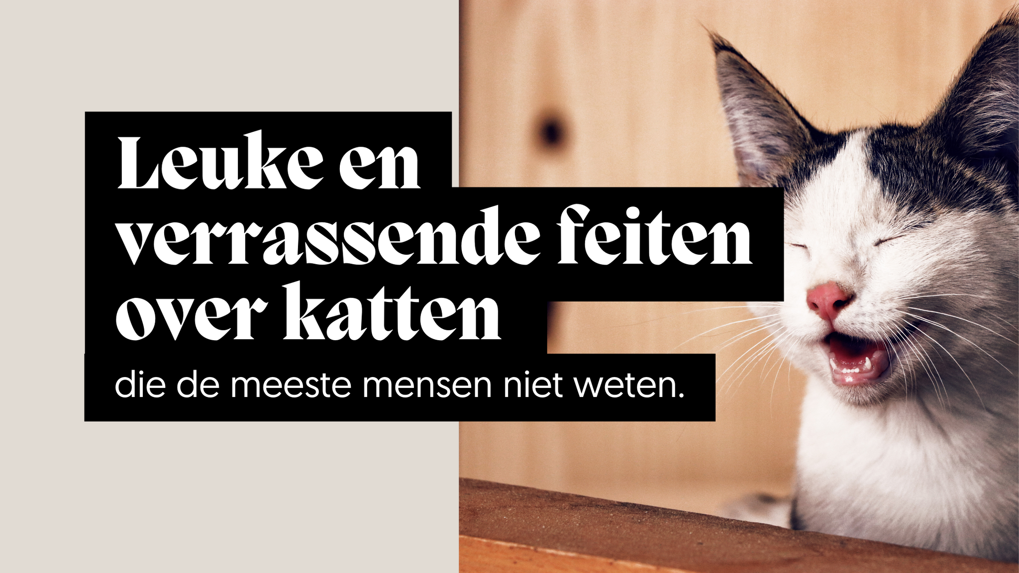 Leuke en verrassende feiten over katten die de meeste mensen niet weten