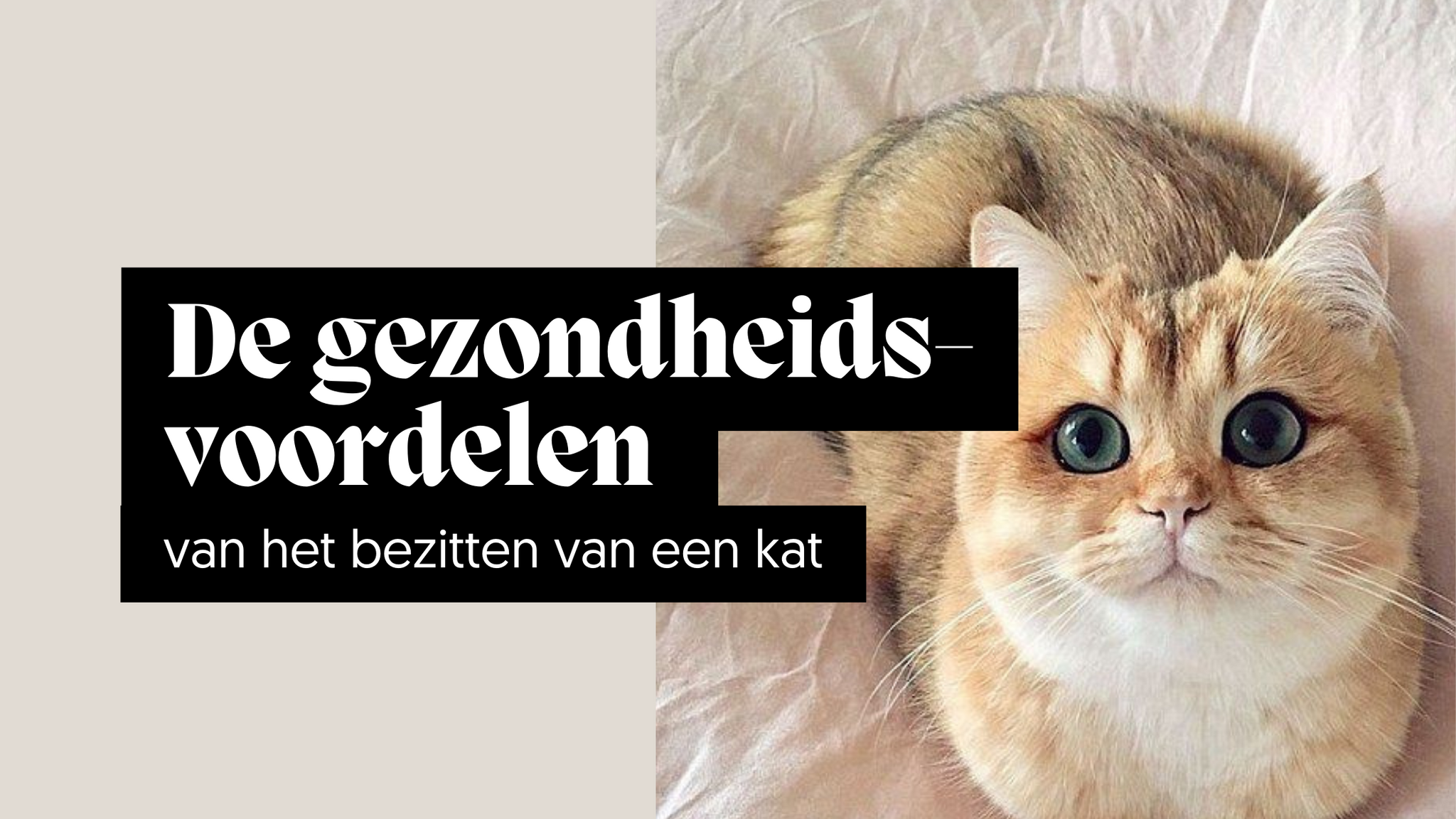 De gezondheidsvoordelen van het bezitten van een kat