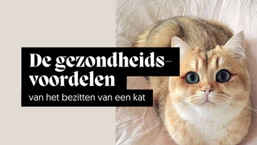 De gezondheidsvoordelen van het bezitten van een kat
