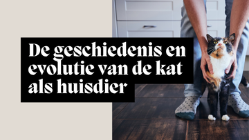 De geschiedenis en evolutie van de kat als huisdier