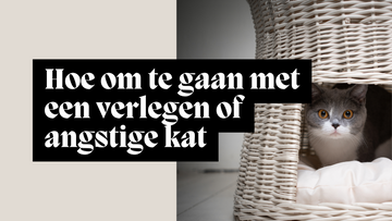 Hoe om te gaan met een verlegen of angstige kat