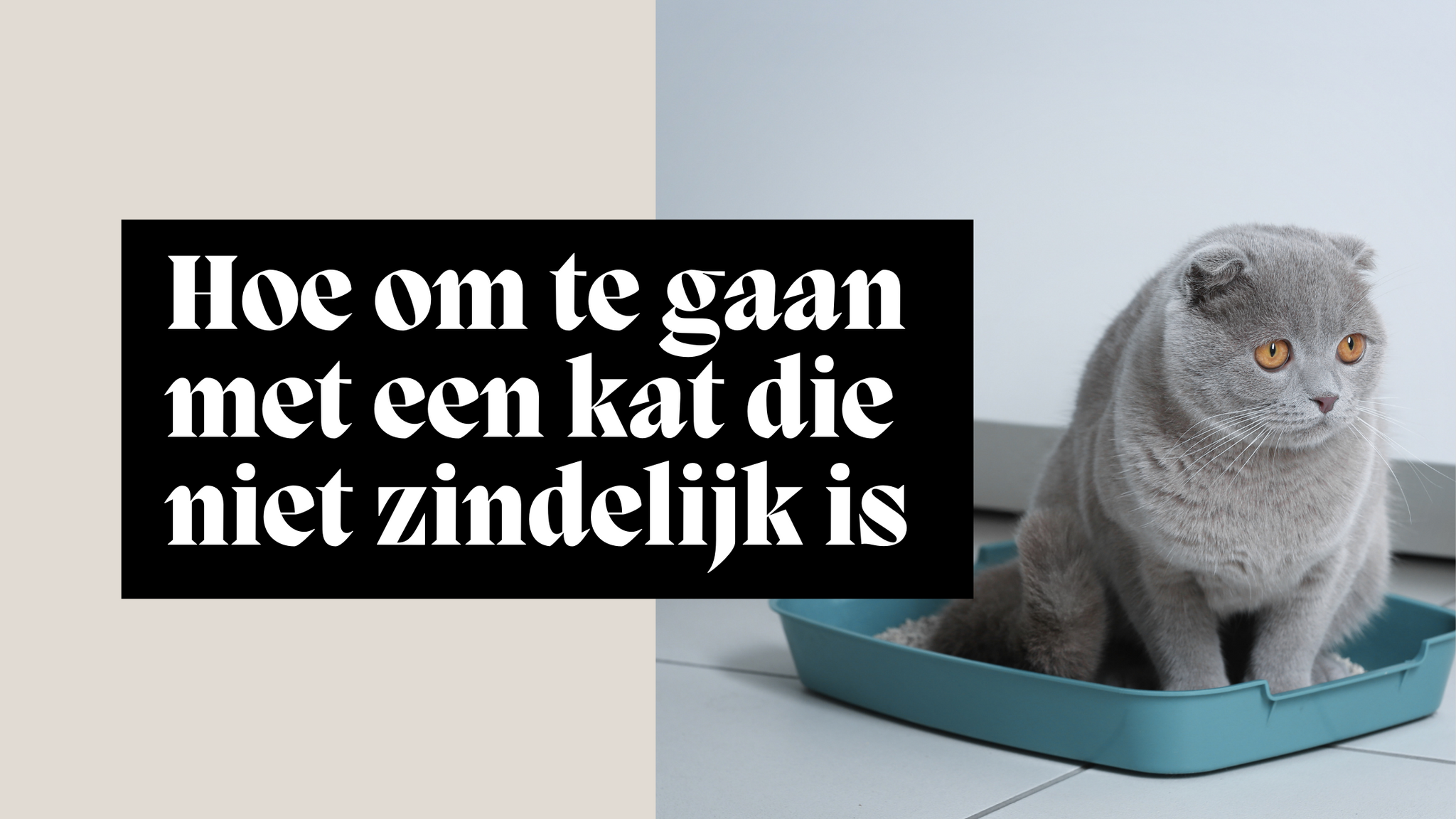 Hoe om te gaan met een kat die niet zindelijk is en hoe dit probleem op te lossen