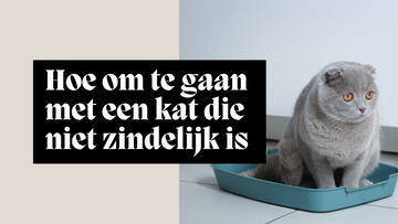 Hoe om te gaan met een kat die niet zindelijk is en hoe dit probleem op te lossen