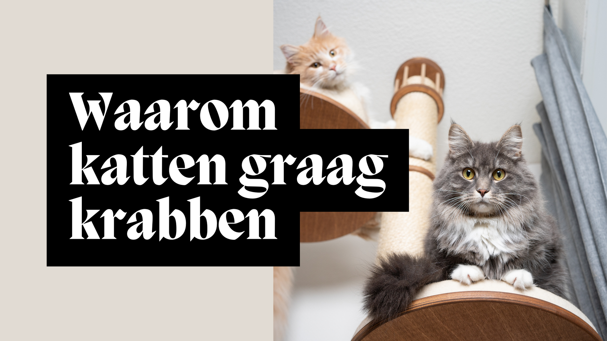 Waarom katten graag krabben